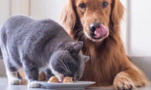 如何才能让狗不吃猫粮呢