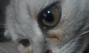 猫打喷嚏流眼泪有眼屎怎么回事