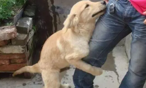 狗狗为什么不让抱起来