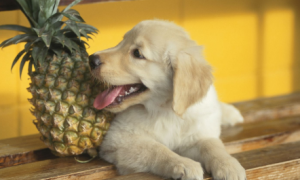 狗能不能吃菠萝啊