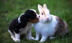 狗会保护兔子吗