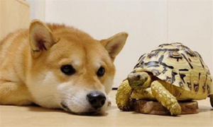 狗狗会咬乌龟吗