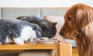 如何防止狗吃小猫粮的方法