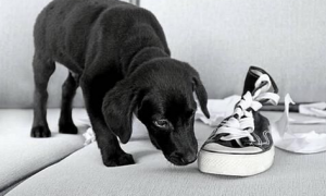 狗狗为什么咬鞋垫脚