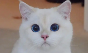 猫咪眼屎多怎么办？