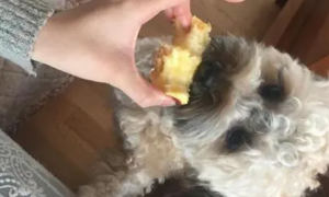 泰迪能吃苹果吗为什么