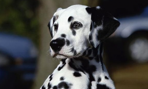 斑点狗是什么品种的狗