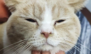 3个月大的猫咪流黄色的脓鼻涕吃什么药呢？