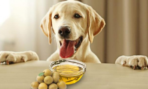 狗狗吃卵磷脂有什么好处啊