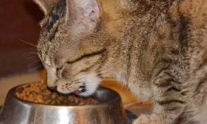 猫咪为什么总是吃东西怎么办