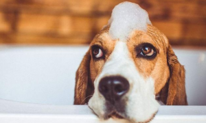 宠物狗洗澡用多少度水