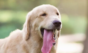 为什么狗狗见面伸舌头