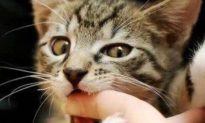 猫咪宝宝为什么总是咬人呢