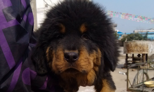 藏獒幼犬200元出售