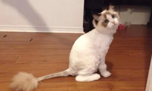 猫咪可以剃毛吗？为什么