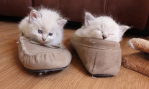猫咪为什么会突然钻鞋子里