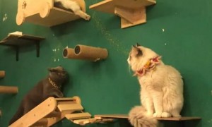 猫舍工作一般需要做什么