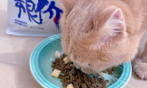 饱崽饭猫粮有几个口味