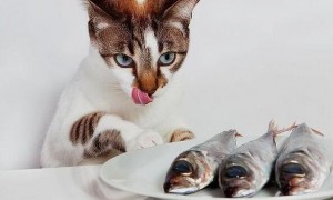 猫吃冰的鱼会怎么样