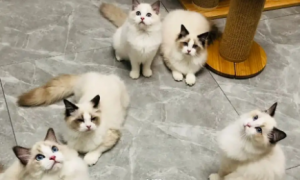 北京正规布偶猫猫舍