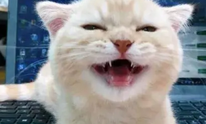 为什么猫咪笑得很开心的样子
