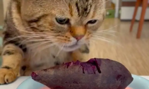 猫可不可以吃紫薯