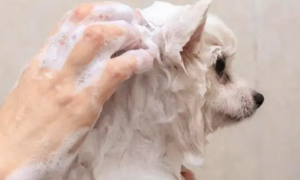 狗狗洗澡容易生病吗