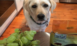 为什么狗狗吃葡萄和葡萄干会中毒呢