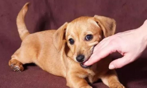 为什么狗狗会被咬伤手指