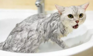 猫咪为什么洗澡会瘦很多呢