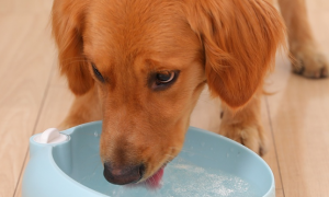 狗狗多喝水会怎么样啊