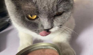 猫生罐养猫罐头好吗