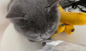 猫咪为什么要咬袋子呢