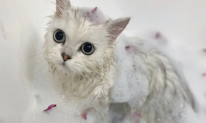 可以用沐浴露给猫洗澡吗