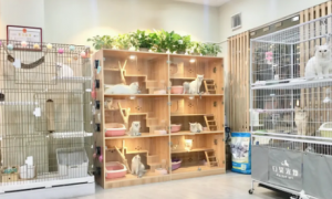 郑州宠物店寄养宠物多少钱一天