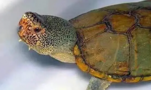 哈雷拉泥龟能多只养吗