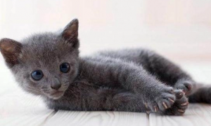 哪里可以买到俄罗斯蓝猫幼崽