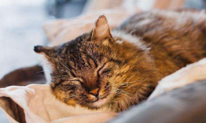 成年猫一天睡眠时间是多久?
