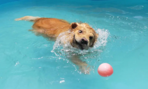 为什么有的狗会游泳有的不会