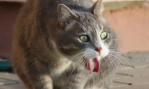 猫咪吃饭老吐是怎么回事？