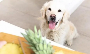 狗狗能吃凤梨吗为什么