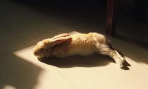 兔子可以晒太阳吗为什么
