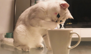 为什么小猫咪害怕水杯啊