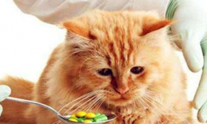 猫感冒之后可以吃什么药