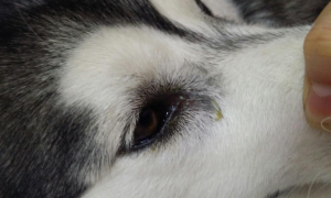 狗狗为什么眼睛有脓水呢