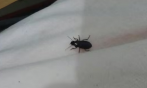 蟑螂会不会爬到床上咬人