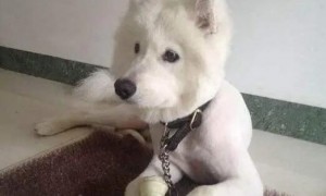 为什么狗狗剪毛会生气呢视频