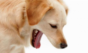 狗反胃吐黄水是为什么