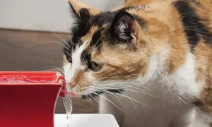 猫咪喝完水为什么要叫