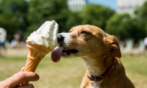 宠物狗可以吃冰淇淋吗？
